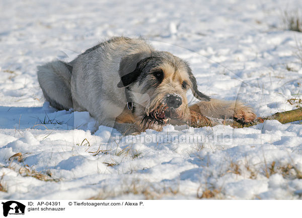 Riesenschnauzer / giant schnauzer / AP-04391
