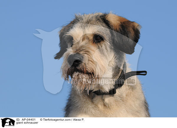 Riesenschnauzer / giant schnauzer / AP-04401