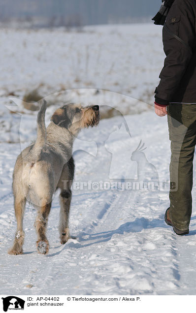 Riesenschnauzer / giant schnauzer / AP-04402