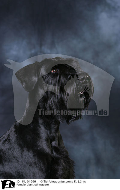 Riesenschnauzer Hndin / female giant schnauzer / KL-01996