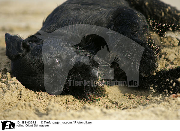 Riesenschnauzer wlzt sich / rolling Giant Schnauzer / BS-03372