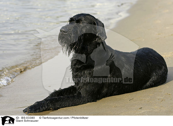 Riesenschnauzer / Giant Schnauzer / BS-03380