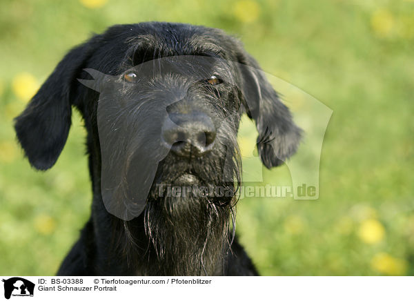 Riesenschnauzer Portrait / Giant Schnauzer Portrait / BS-03388
