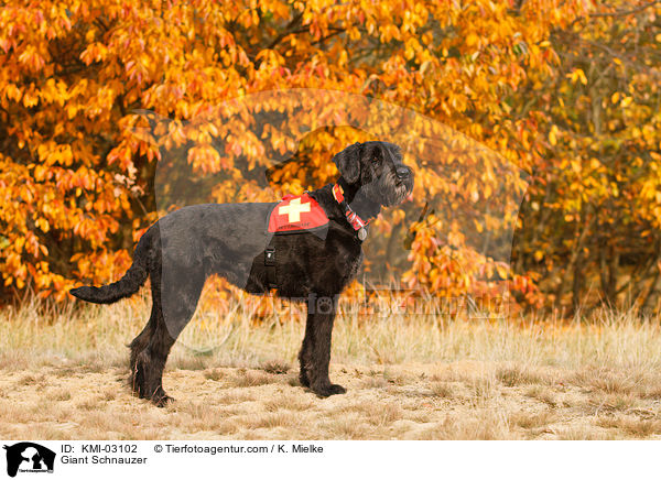 Riesenschnauzer / Giant Schnauzer / KMI-03102
