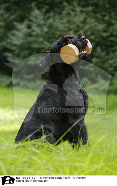 sitzender Riesenschnauzer / sitting Giant Schnauzer / RR-85182