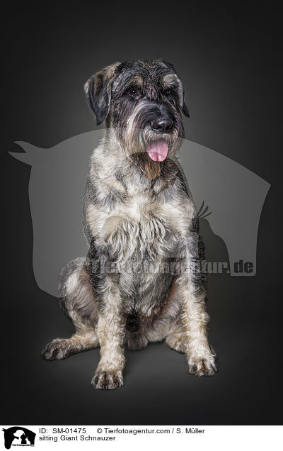 sitzender Riesenschnauzer / sitting Giant Schnauzer / SM-01475