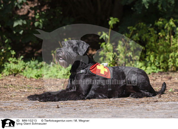 liegender Riesenschnauzer / lying Giant Schnauzer / MW-10213