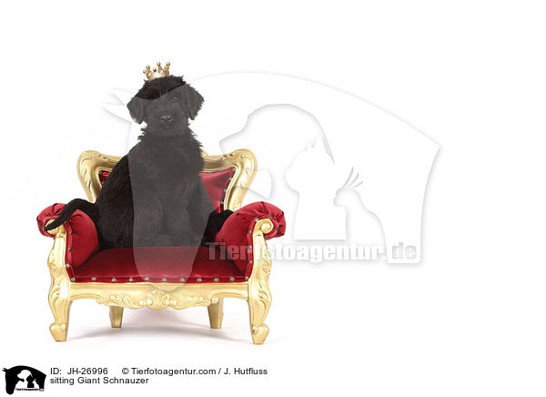 sitzender Riesenschnauzer / sitting Giant Schnauzer / JH-26996