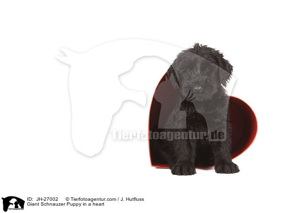 Riesenschnauzer Welpe in einem Herz / Giant Schnauzer Puppy in a heart / JH-27002