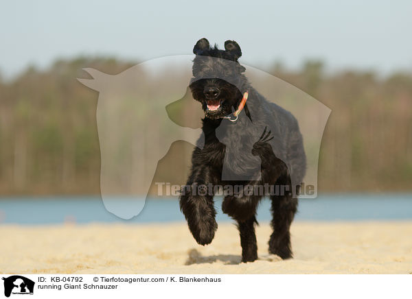rennender Riesenschnauzer / running Giant Schnauzer / KB-04792