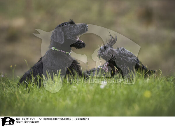 Giant Schnauzer / TS-01594