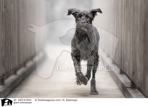 Riesenschnauzer / giant schnauzer / DST-01453