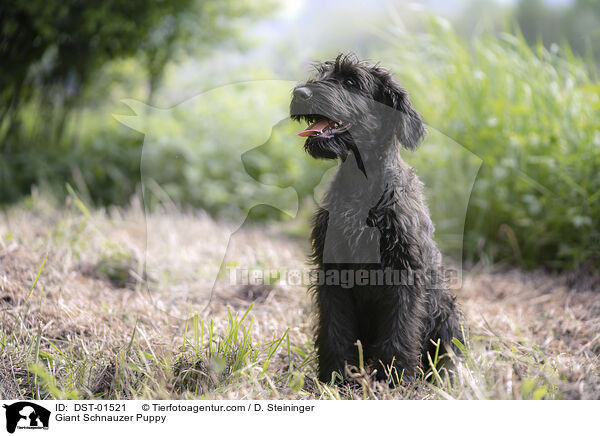 Riesenschnauzer Welpe / Giant Schnauzer Puppy / DST-01521