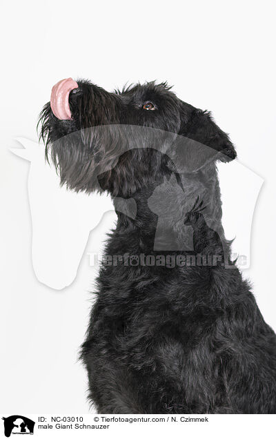 Riesenschnauzer Rde / male Giant Schnauzer / NC-03010