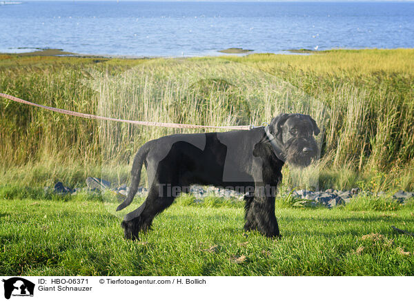Riesenschnauzer / Giant Schnauzer / HBO-06371