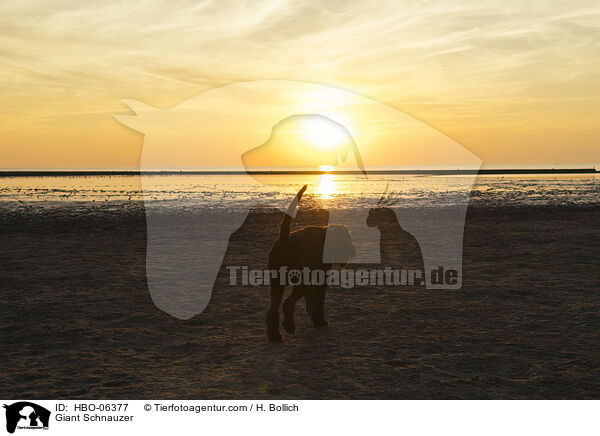Riesenschnauzer / Giant Schnauzer / HBO-06377