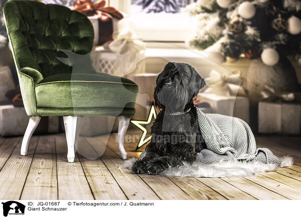 Riesenschnauzer / Giant Schnauzer / JQ-01687