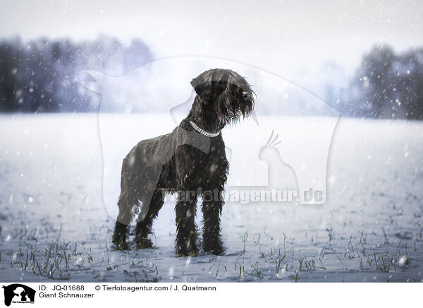 Riesenschnauzer / Giant Schnauzer / JQ-01688