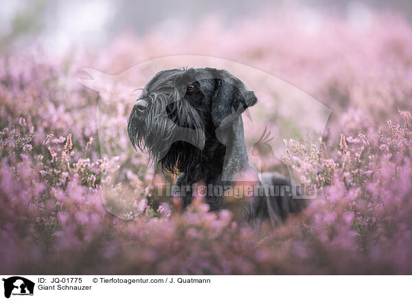Riesenschnauzer / Giant Schnauzer / JQ-01775