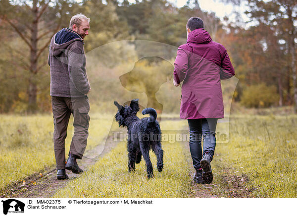 Riesenschnauzer / Giant Schnauzer / MM-02375