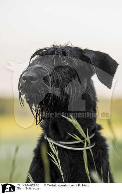 Riesenschnauzer / Giant Schnauzer / KAM-02930
