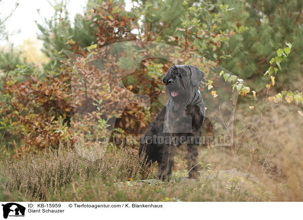 Riesenschnauzer / Giant Schauzer / KB-15959