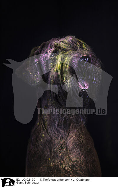 Riesenschnauzer / Giant Schnauzer / JQ-02190