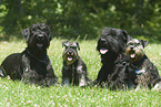 group of schnauzer