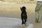 Giant Schnauzer