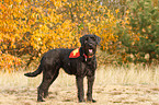 Giant Schnauzer