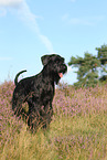 Giant Schnauzer