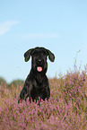 Giant Schnauzer Portrait