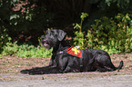 lying Giant Schnauzer