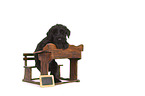 Giant Schnauzer Puppy at the school desk