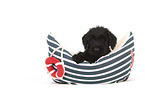 Giant Schnauzer Puppy in a boat