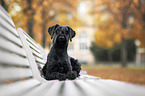 lying Giant Schnauzer