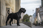 Giant Schnauzer