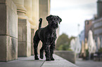 Giant Schnauzer