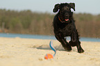 running Giant Schnauzer