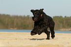 Giant Schnauzer