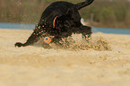 playing Giant Schnauzer