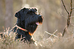 Giant Schnauzer Portrait