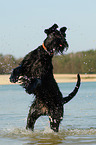 jumping Giant Schnauzer