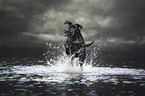 running Giant Schnauzer