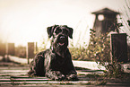 female Giant Schnauzer