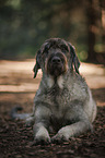 Giant Schnauzer