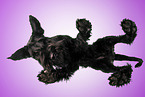 Giant Schnauzer from below