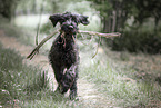 Giant Schnauzer Puppy