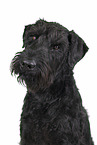 male Giant Schnauzer