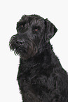 male Giant Schnauzer